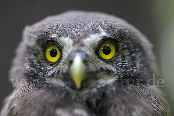 Sperlingskauz (Glaucidium passerinum)