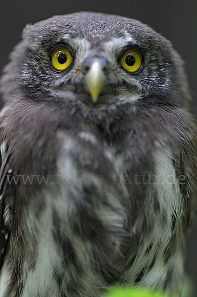 Sperlingskauz (Glaucidium passerinum)