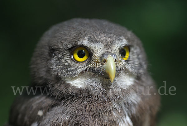 Sperlingskauz (Glaucidium passerinum)