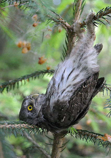 Sperlingskauz (Glaucidium passerinum)