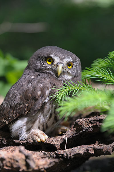 Sperlingskauz (Glaucidium passerinum)