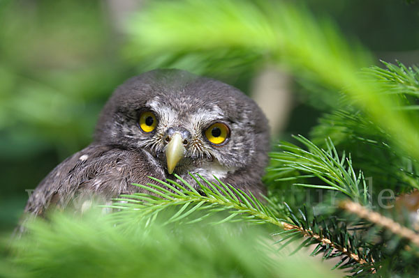 Sperlingskauz (Glaucidium passerinum)