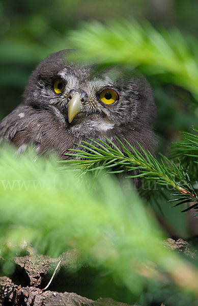 Sperlingskauz (Glaucidium passerinum)