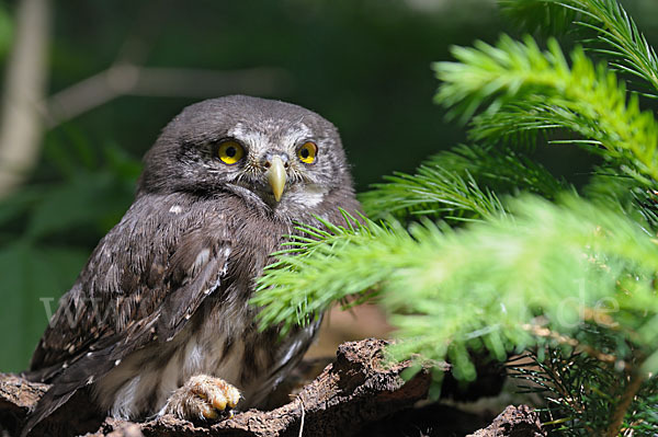 Sperlingskauz (Glaucidium passerinum)