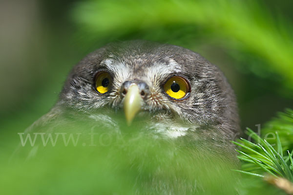 Sperlingskauz (Glaucidium passerinum)