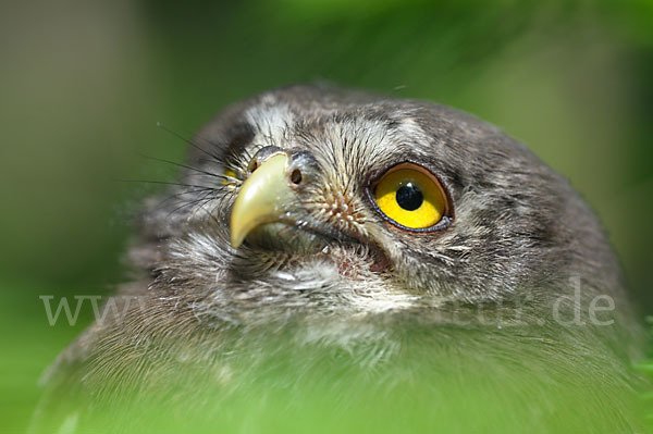 Sperlingskauz (Glaucidium passerinum)