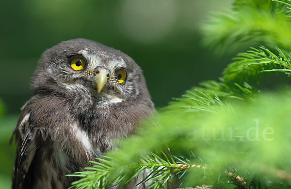 Sperlingskauz (Glaucidium passerinum)