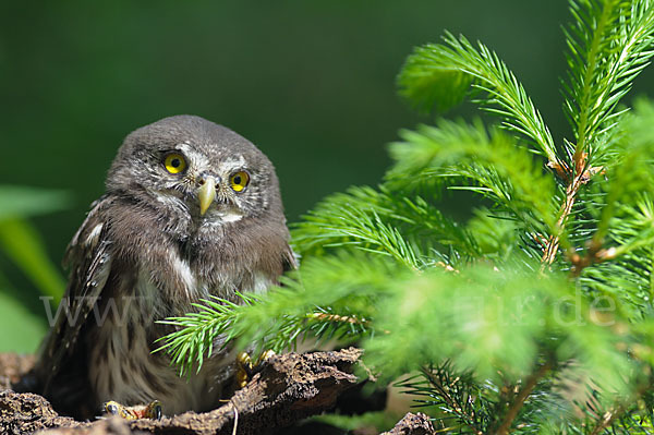 Sperlingskauz (Glaucidium passerinum)