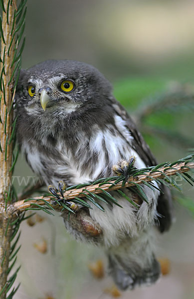 Sperlingskauz (Glaucidium passerinum)