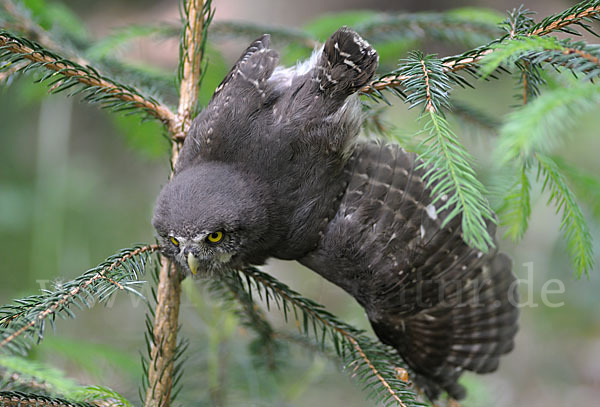 Sperlingskauz (Glaucidium passerinum)