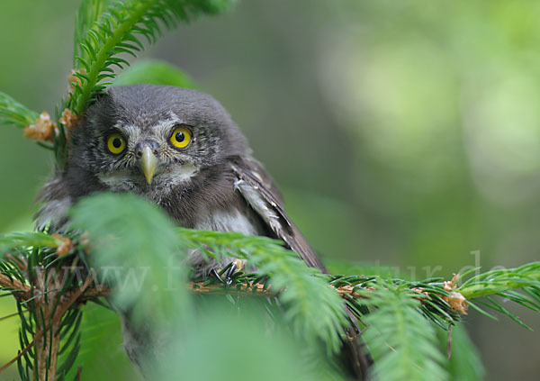 Sperlingskauz (Glaucidium passerinum)