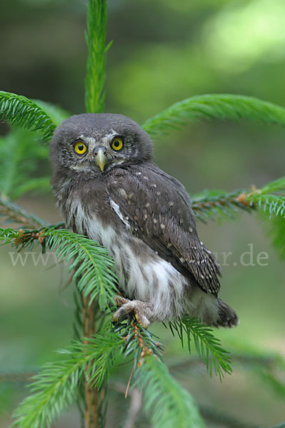 Sperlingskauz (Glaucidium passerinum)