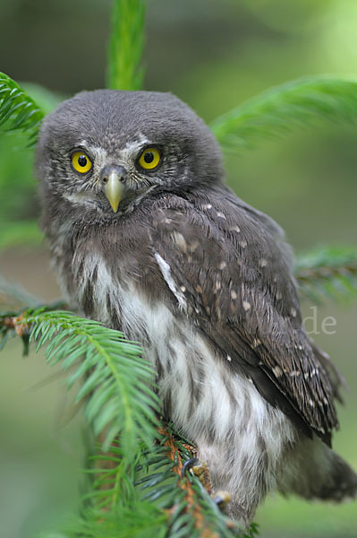 Sperlingskauz (Glaucidium passerinum)