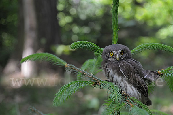 Sperlingskauz (Glaucidium passerinum)