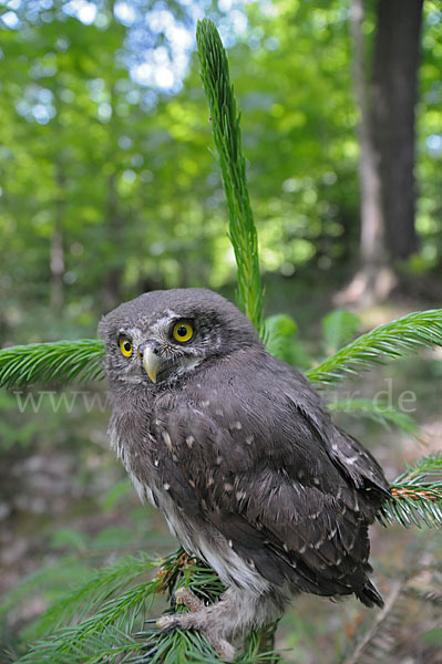 Sperlingskauz (Glaucidium passerinum)