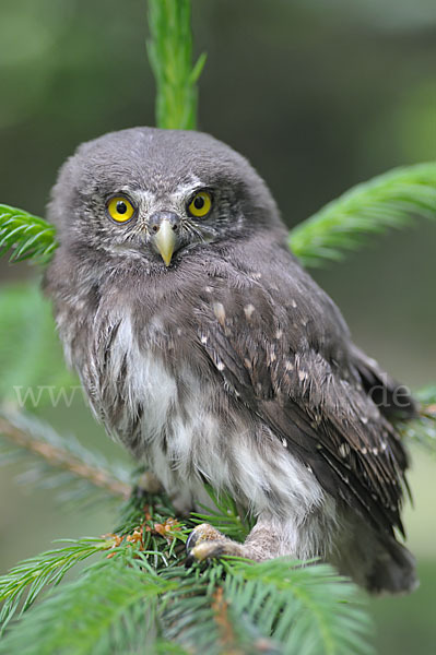 Sperlingskauz (Glaucidium passerinum)