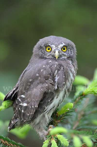 Sperlingskauz (Glaucidium passerinum)