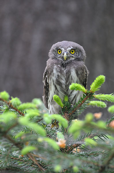 Sperlingskauz (Glaucidium passerinum)