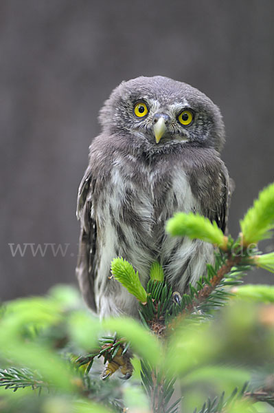 Sperlingskauz (Glaucidium passerinum)