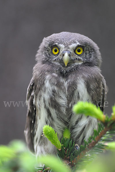 Sperlingskauz (Glaucidium passerinum)