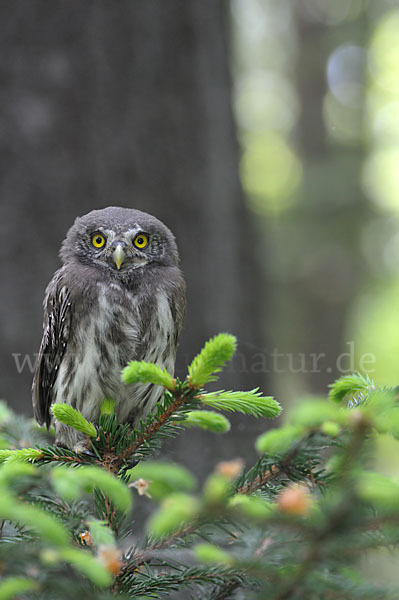 Sperlingskauz (Glaucidium passerinum)