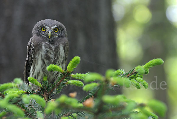 Sperlingskauz (Glaucidium passerinum)