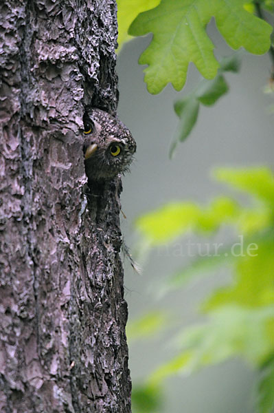 Sperlingskauz (Glaucidium passerinum)