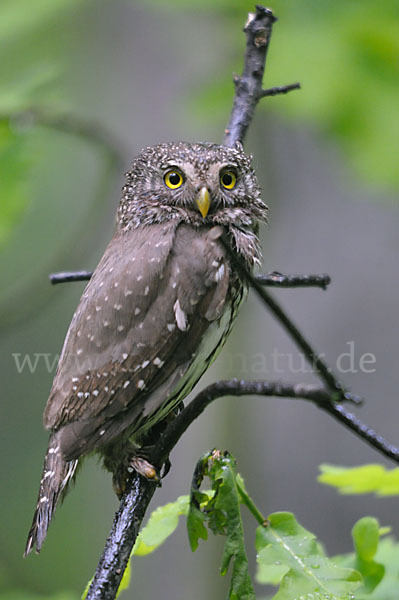 Sperlingskauz (Glaucidium passerinum)