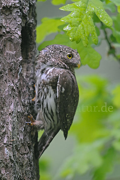 Sperlingskauz (Glaucidium passerinum)