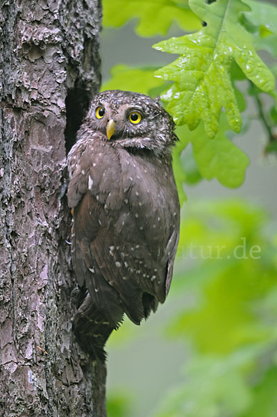 Sperlingskauz (Glaucidium passerinum)