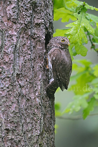 Sperlingskauz (Glaucidium passerinum)