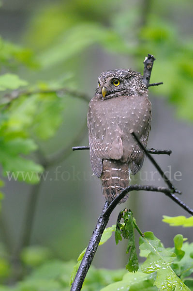 Sperlingskauz (Glaucidium passerinum)