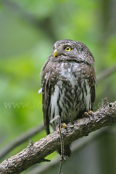 Sperlingskauz (Glaucidium passerinum)