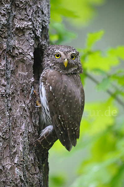 Sperlingskauz (Glaucidium passerinum)