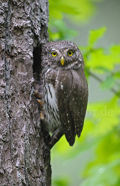 Sperlingskauz (Glaucidium passerinum)