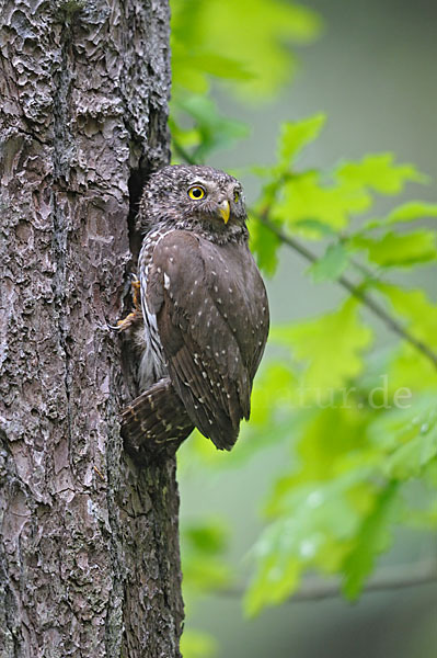 Sperlingskauz (Glaucidium passerinum)