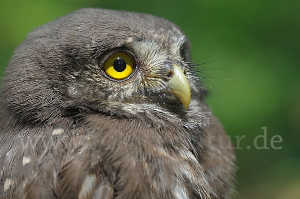 Sperlingskauz (Glaucidium passerinum)