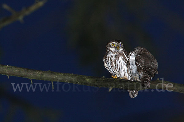 Sperlingskauz (Glaucidium passerinum)