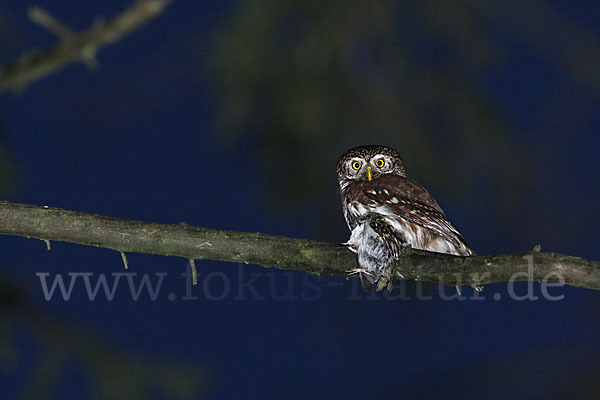 Sperlingskauz (Glaucidium passerinum)