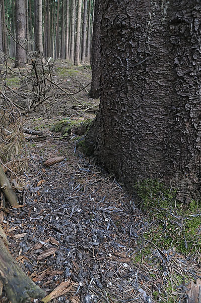 Sperlingskauz (Glaucidium passerinum)