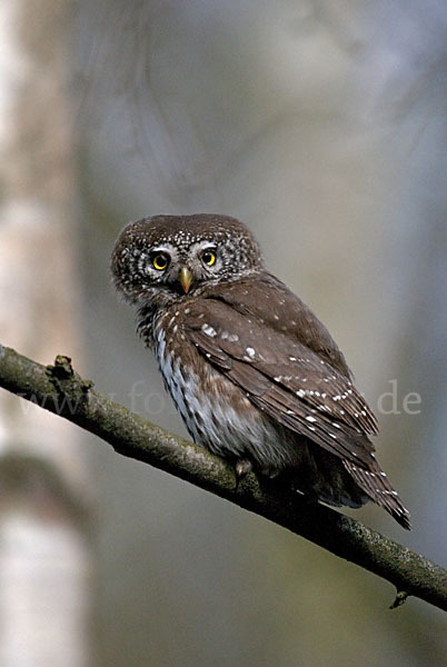 Sperlingskauz (Glaucidium passerinum)