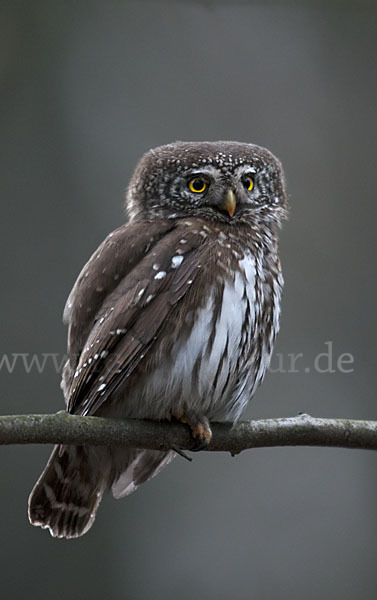 Sperlingskauz (Glaucidium passerinum)