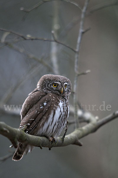 Sperlingskauz (Glaucidium passerinum)