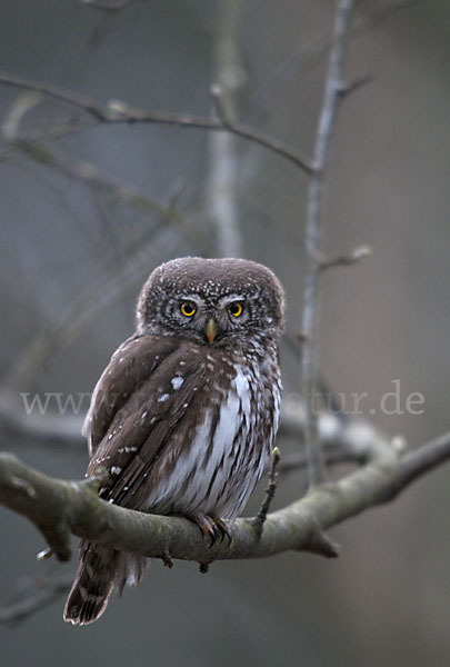 Sperlingskauz (Glaucidium passerinum)