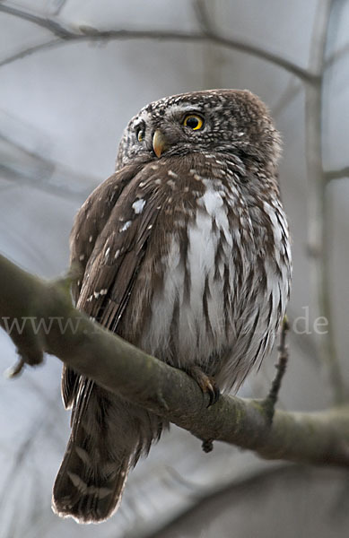 Sperlingskauz (Glaucidium passerinum)