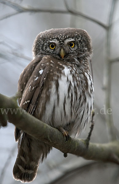 Sperlingskauz (Glaucidium passerinum)