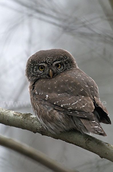 Sperlingskauz (Glaucidium passerinum)