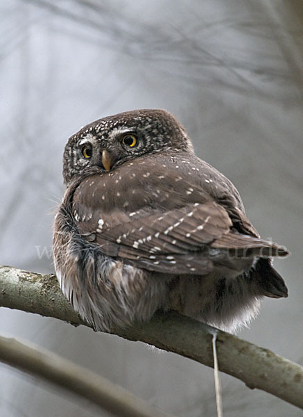 Sperlingskauz (Glaucidium passerinum)