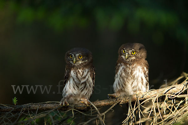 Sperlingskauz (Glaucidium passerinum)