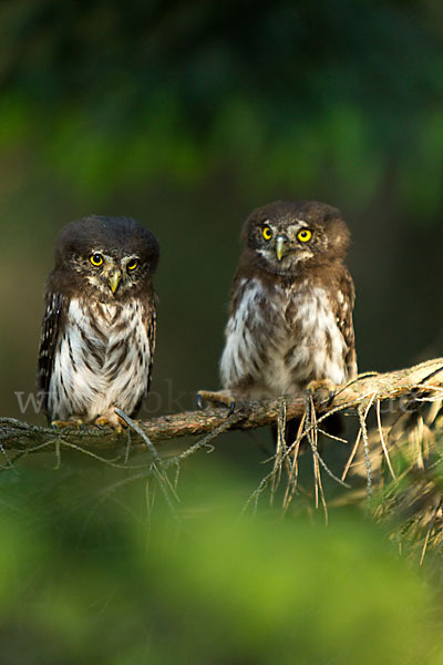 Sperlingskauz (Glaucidium passerinum)